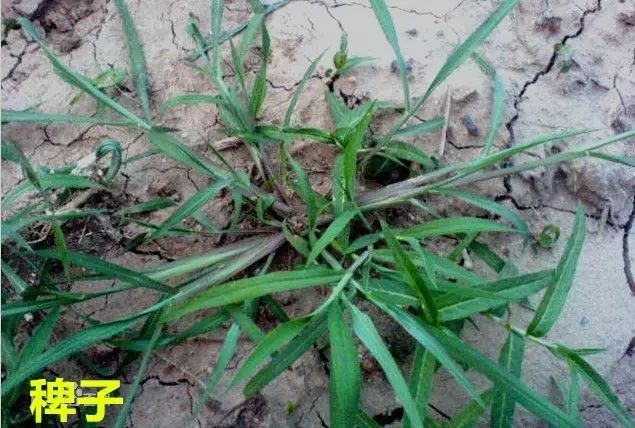 田间杂草及名称图片,地里杂草看不见实拍