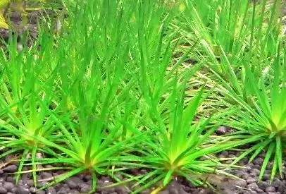 田间杂草及名称图片,地里杂草看不见实拍