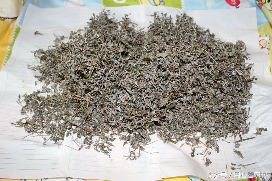 深山好茶古法制作,野生高山茶如何制作的好喝