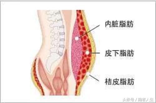 体脂测试仪器准确吗,没有体脂秤怎样用手机检测