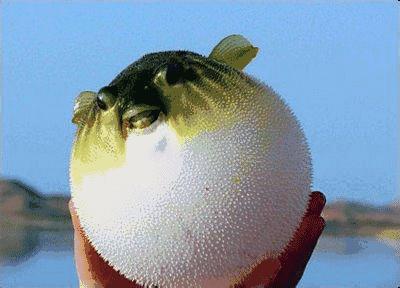 大潜水艇河豚观赏鱼,大型河豚观赏鱼潜水艇