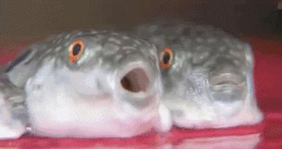 大潜水艇河豚观赏鱼,大型河豚观赏鱼潜水艇