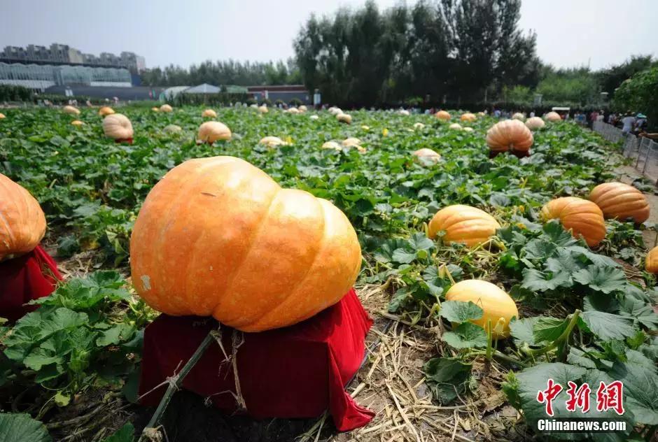 膝关节疼常吃豆浆煮南瓜有用吗,豆浆和南瓜炖能治膝关节吗