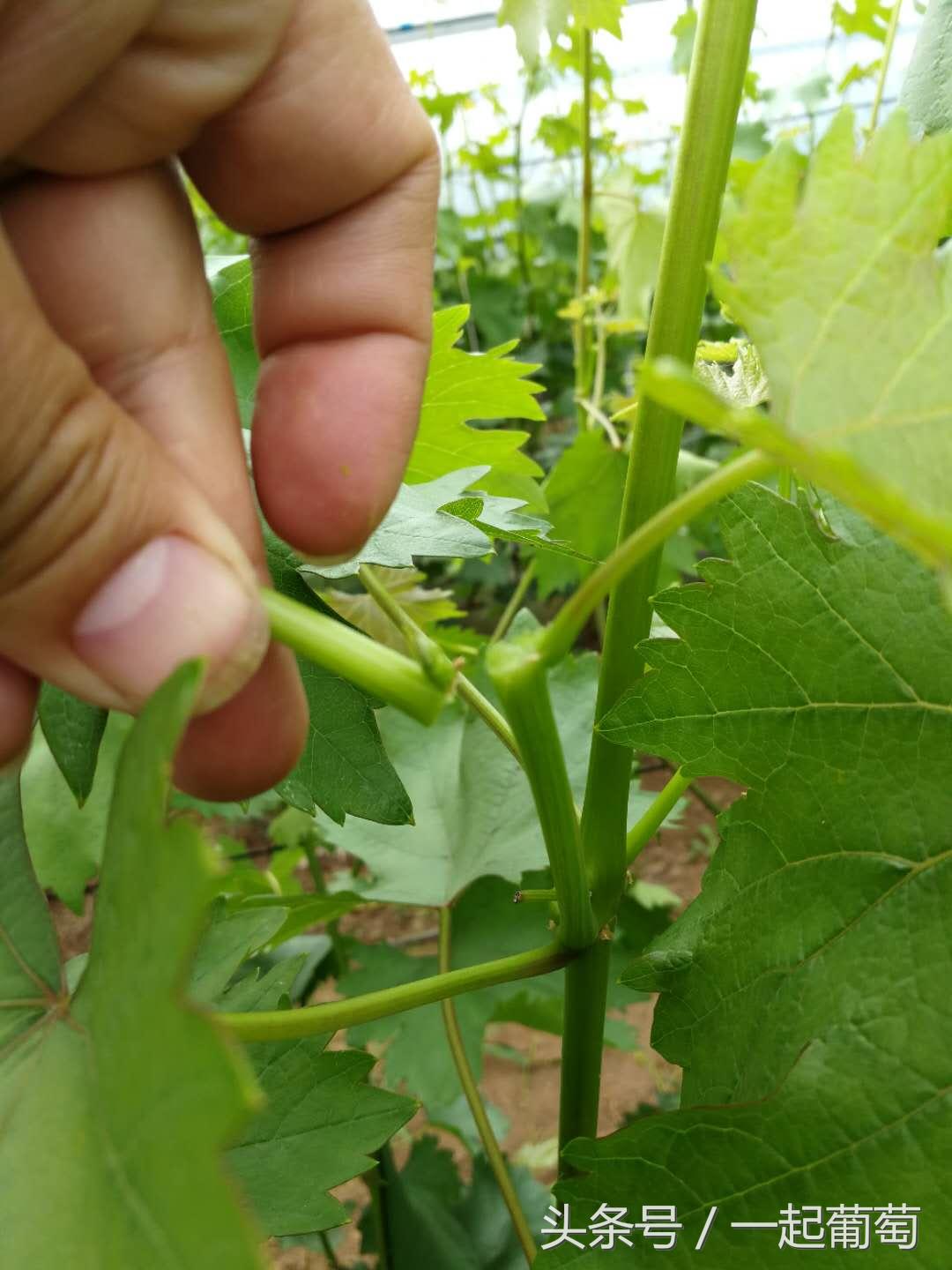 葡萄霜霉病的发生和防治,葡萄霜霉病严重发生怎么治疗