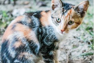 原来不只有相马经，还有《相猫经》，这些猫的名字你听说过吗