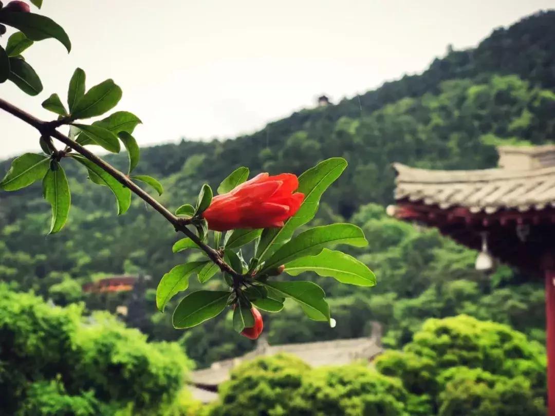 五月石榴花开正当时,五月景色石榴花开图片