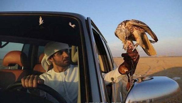 中东土豪的宠物狮子老虎,中东土豪为什么喜欢老虎狮子宠物