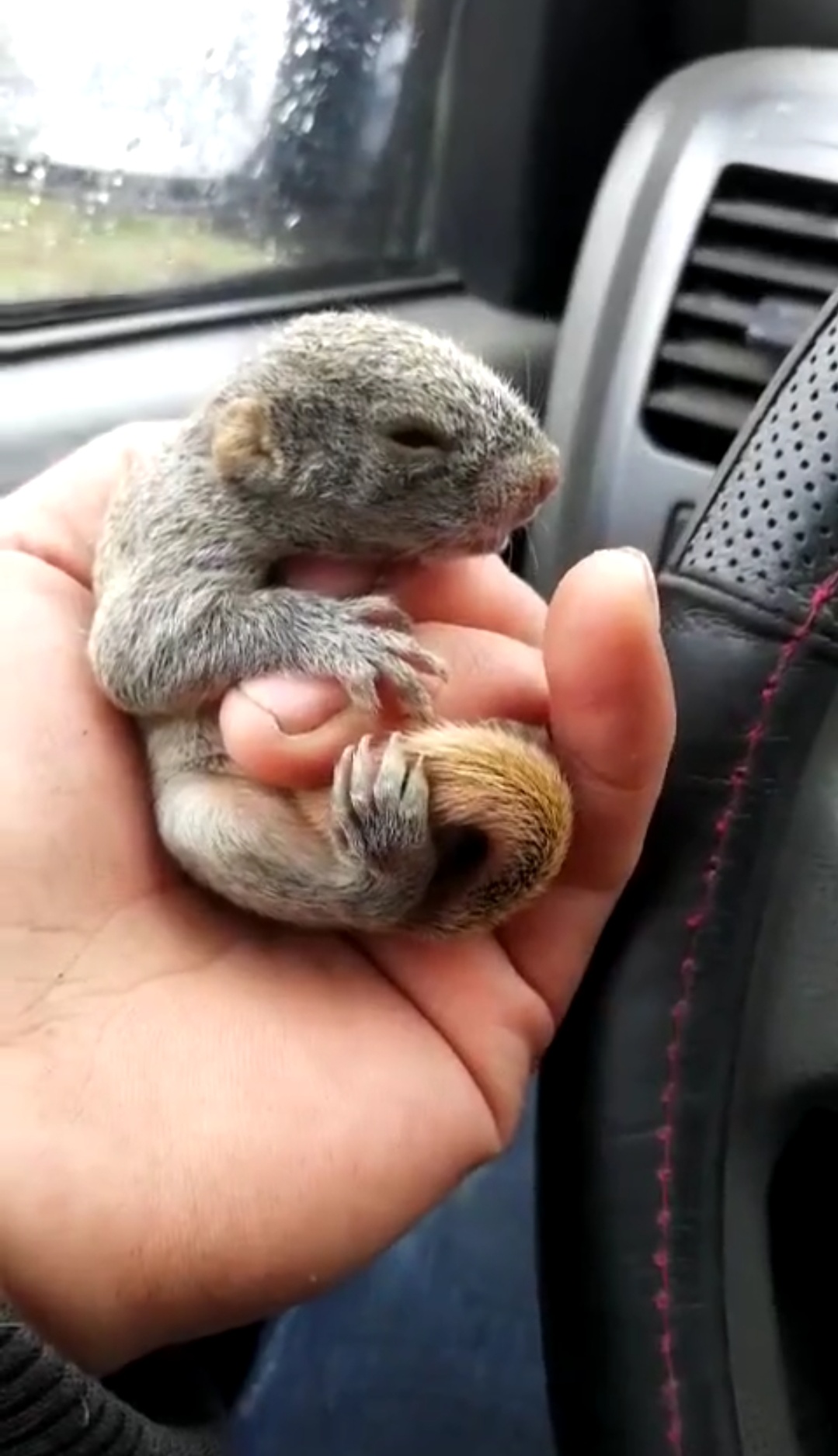 松鼠喂养正确方法,松鼠幼鼠喂什么