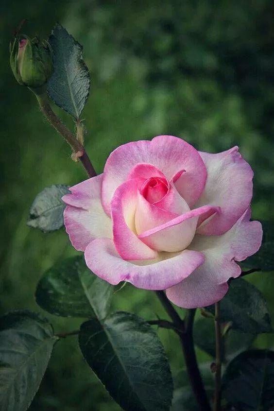 玫瑰月季和月季有区别吗,玫瑰月季如何区别品种图解