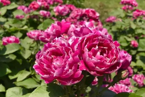 玫瑰月季和月季有区别吗,玫瑰月季如何区别品种图解