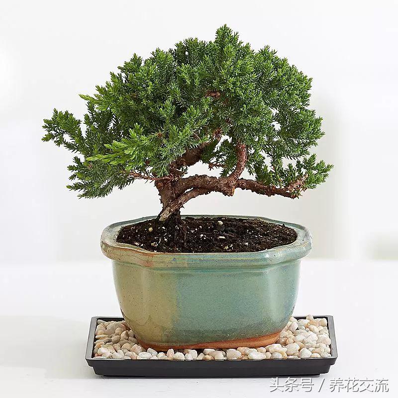 怎么样养出好看的盆景花,适合新手养的十大盆景