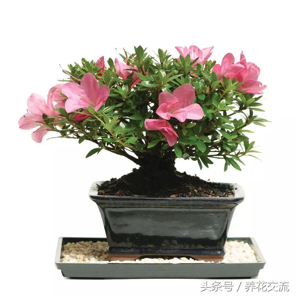 室内室外养多肉有什么区别,室内养植物好还是不养植物好