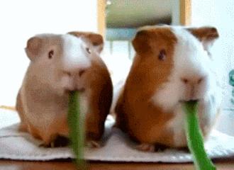 你过来一下仓鼠表情包,仓鼠表情包整套叫什么