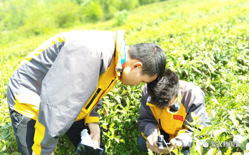茶园里的害虫和益虫,茶园常见的两种害虫