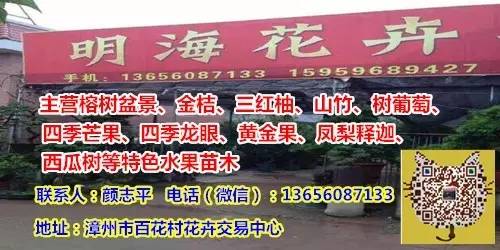 植物图鉴城市常见景观树,路边常见的植物