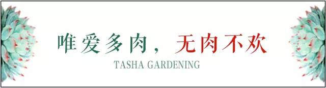 多肉宝珠徒长了怎么办,多肉徒长的原因及处理