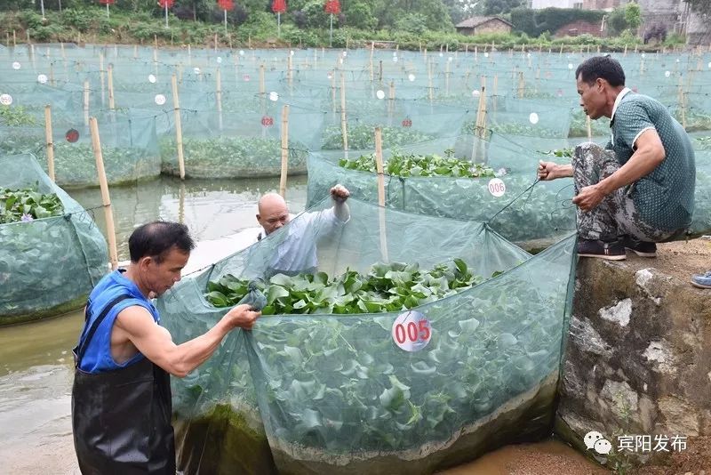水产养殖大户带动村民致富,水产养殖基地增收