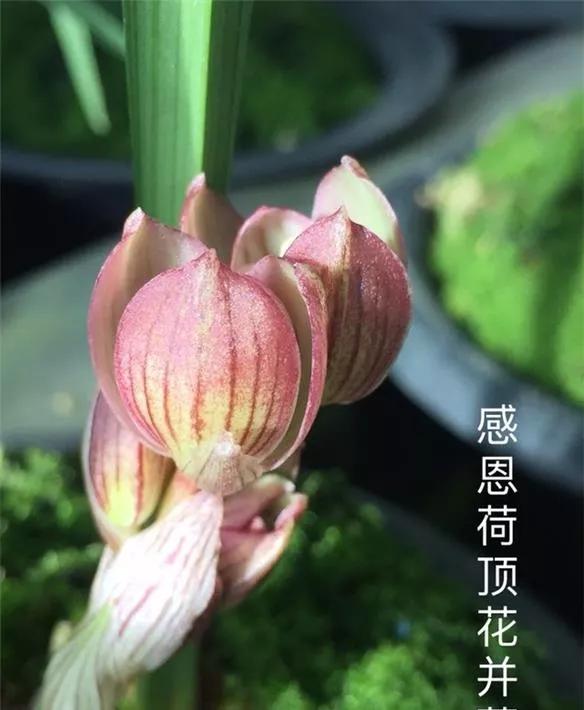 四川崇州早年下山的一颗春剑瓣型红花，现在成为镇园之宝