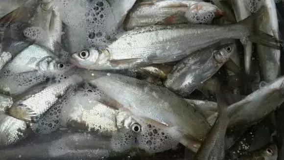 怀化又有3个特产被国家保护