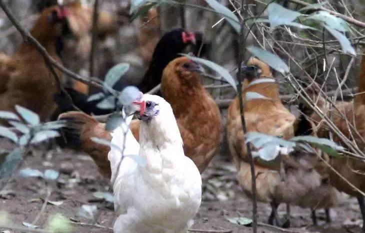 怀化又有3个特产被国家保护