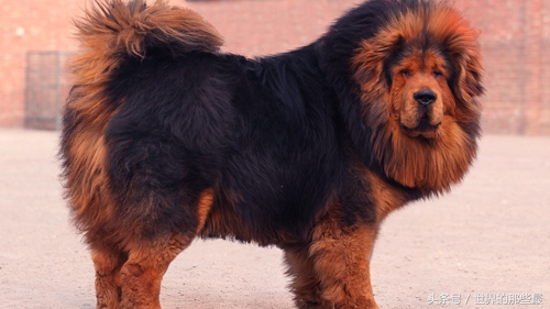 全球十大猛犬排名藏獒只能排第5,十大猛犬藏獒都不是对手