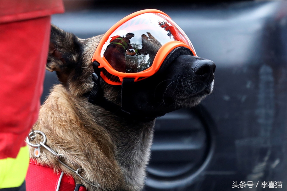 地震狗狗救人感动视频,北京地震瞬间宠物狗全程安睡