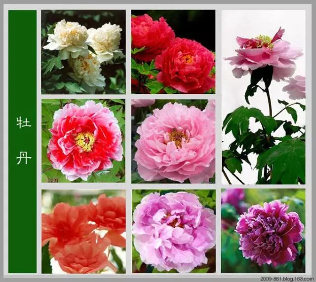 最全花品种,史上最简单的十种花