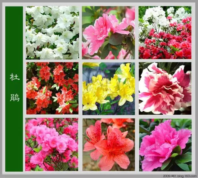 最全花品种,史上最简单的十种花