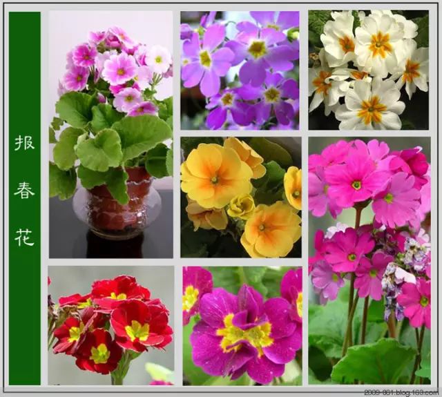 最全花品种,史上最简单的十种花