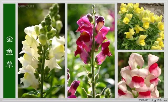 最全花品种,史上最简单的十种花