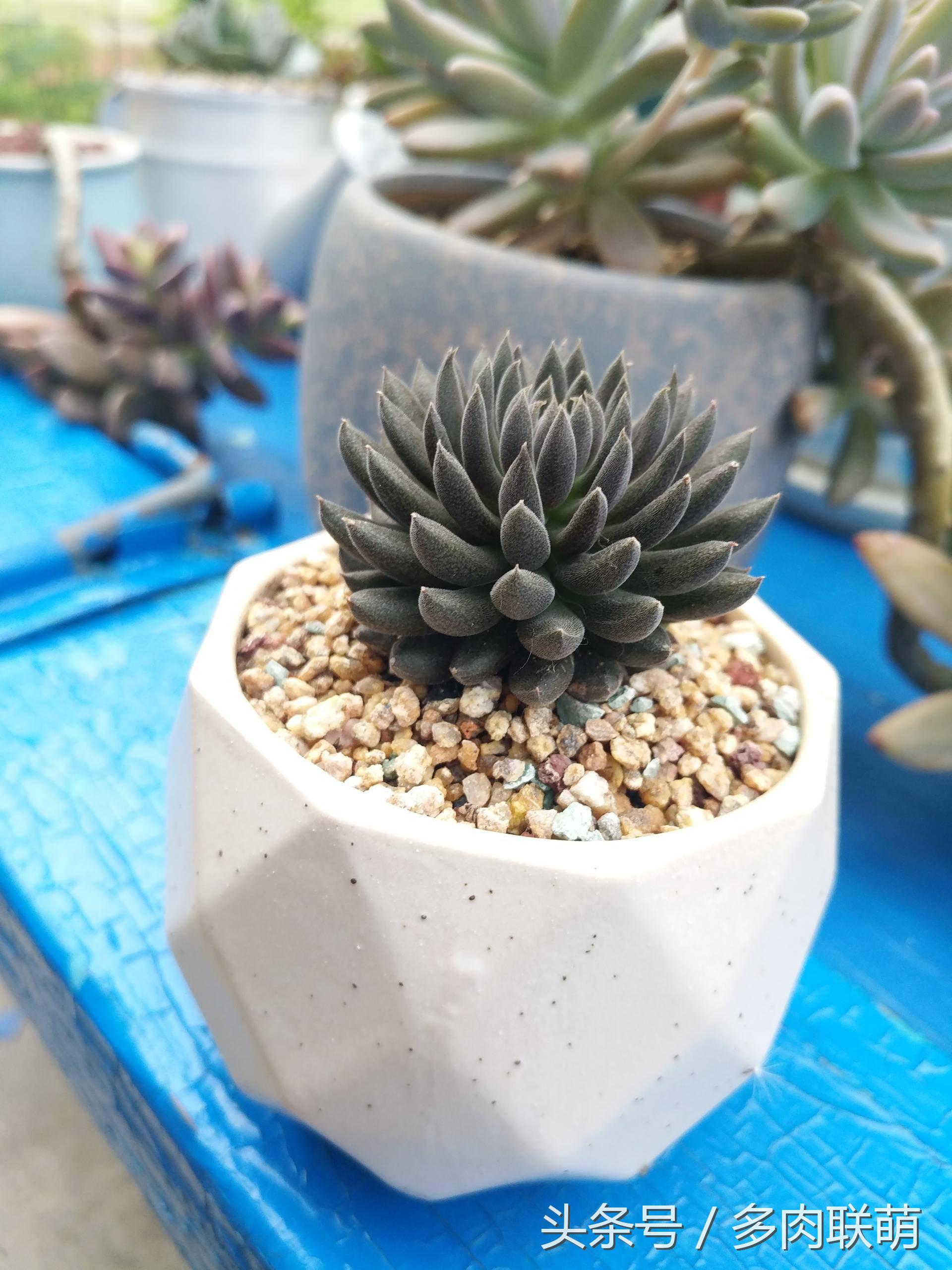 满园春色留不住下一句,满园春色留不住来自哪首古诗