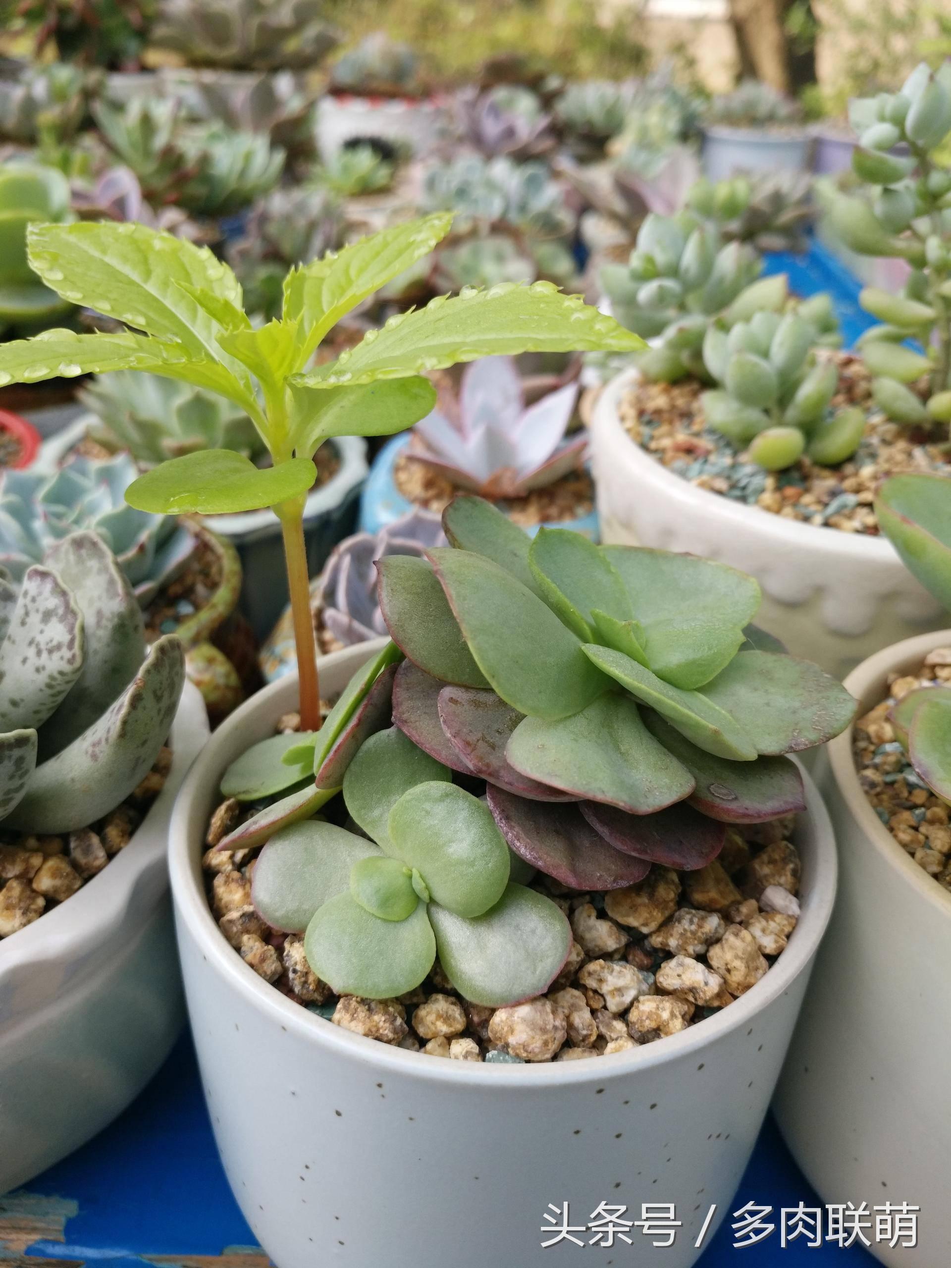 满园春色留不住下一句,满园春色留不住来自哪首古诗