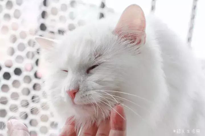 共享吸猫啦！藏身市区小巷内的这家撸猫馆，开门那刻，心就融化了