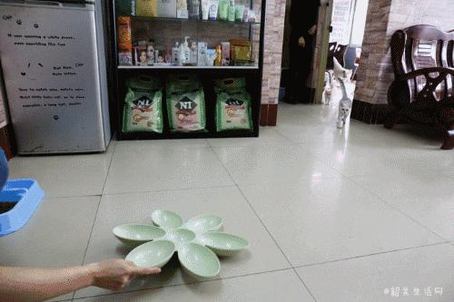 共享吸猫啦！藏身市区小巷内的这家撸猫馆，开门那刻，心就融化了