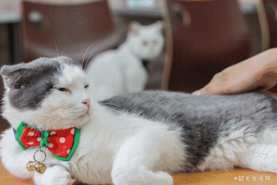 共享吸猫啦！藏身市区小巷内的这家撸猫馆，开门那刻，心就融化了