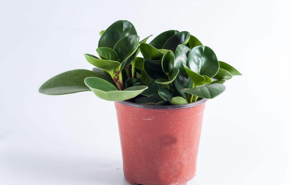 碧玉怎么养才能叶片油绿,碧玉叶子怎么养才不会发黄