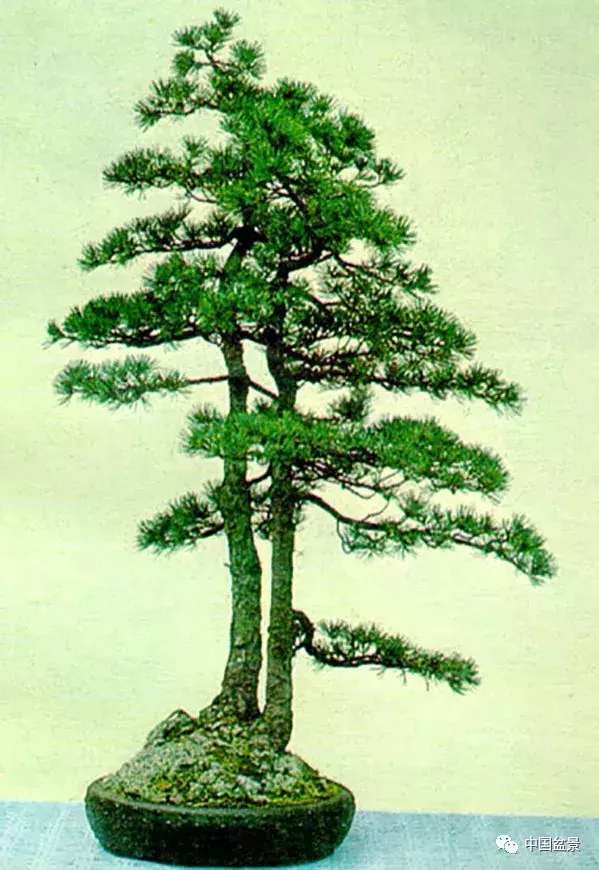 一本双杆式映山红盆景,一本双杆黄杨盆景制作全过程