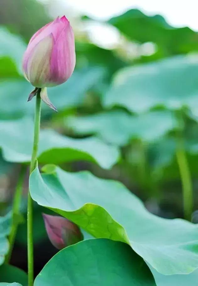 全域旅游｜莲花山保护利用规划出炉！莲花山的定位原来是……