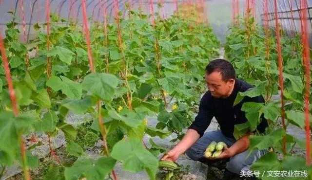 蔬菜可以用什么除草剂,蔬菜地只除草不伤蔬菜的除草剂