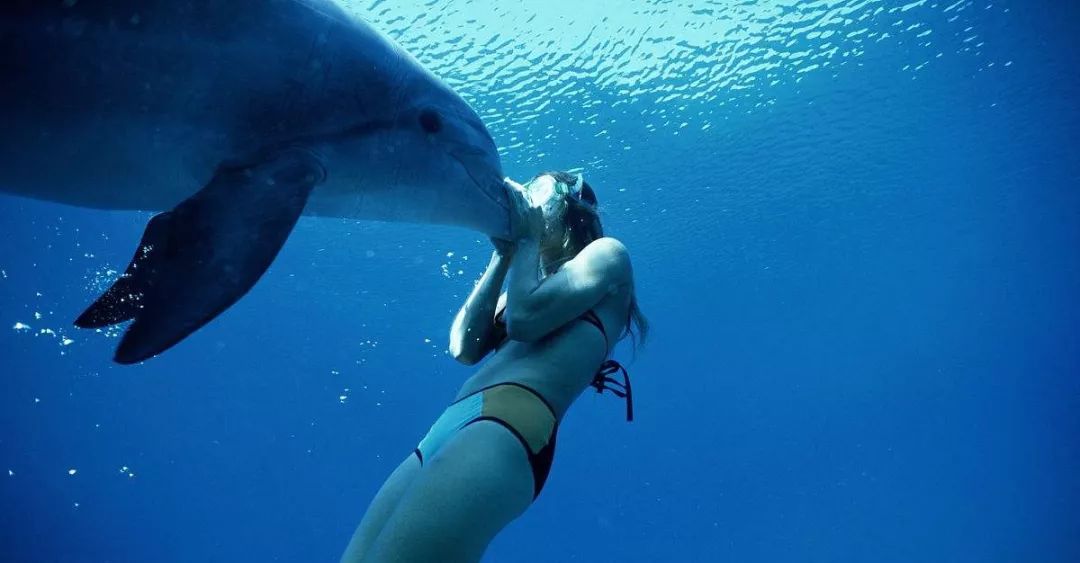 鸟和人类基因相似度多少,鸟和猫的智商哪个高