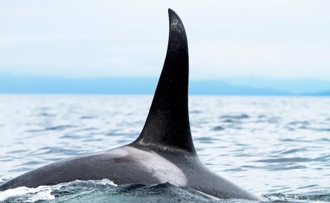 鸟与豚，高智商动物群像