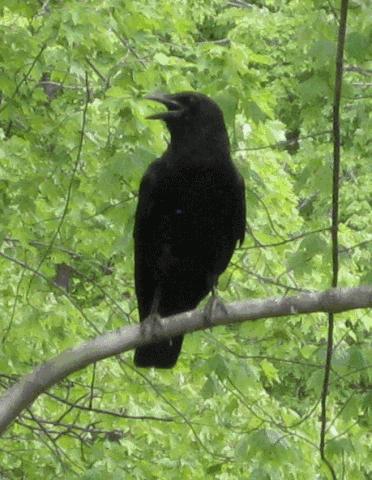 鸟和人类基因相似度多少,鸟和猫的智商哪个高