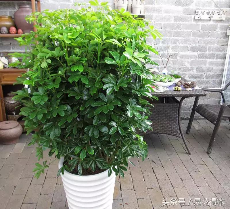 鹅掌柴和鸭脚木的区别,鹅掌柴养护