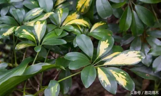 鹅掌柴和鸭脚木的区别,鹅掌柴养护