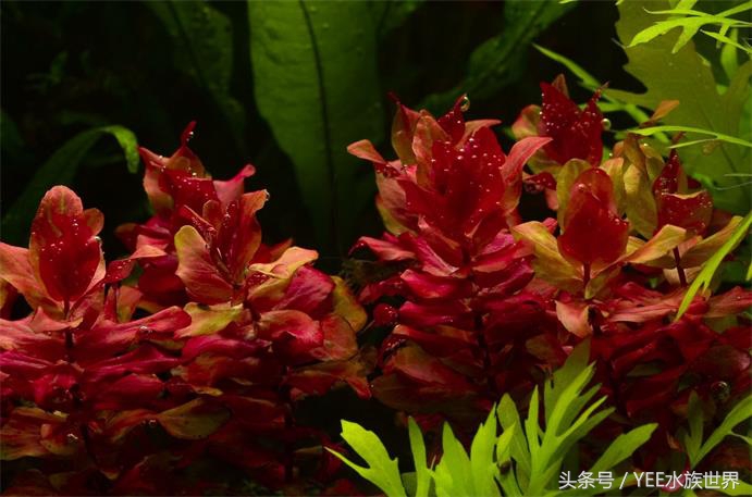 怎么让草缸变得更高级,怎么样让草缸草越来越绿