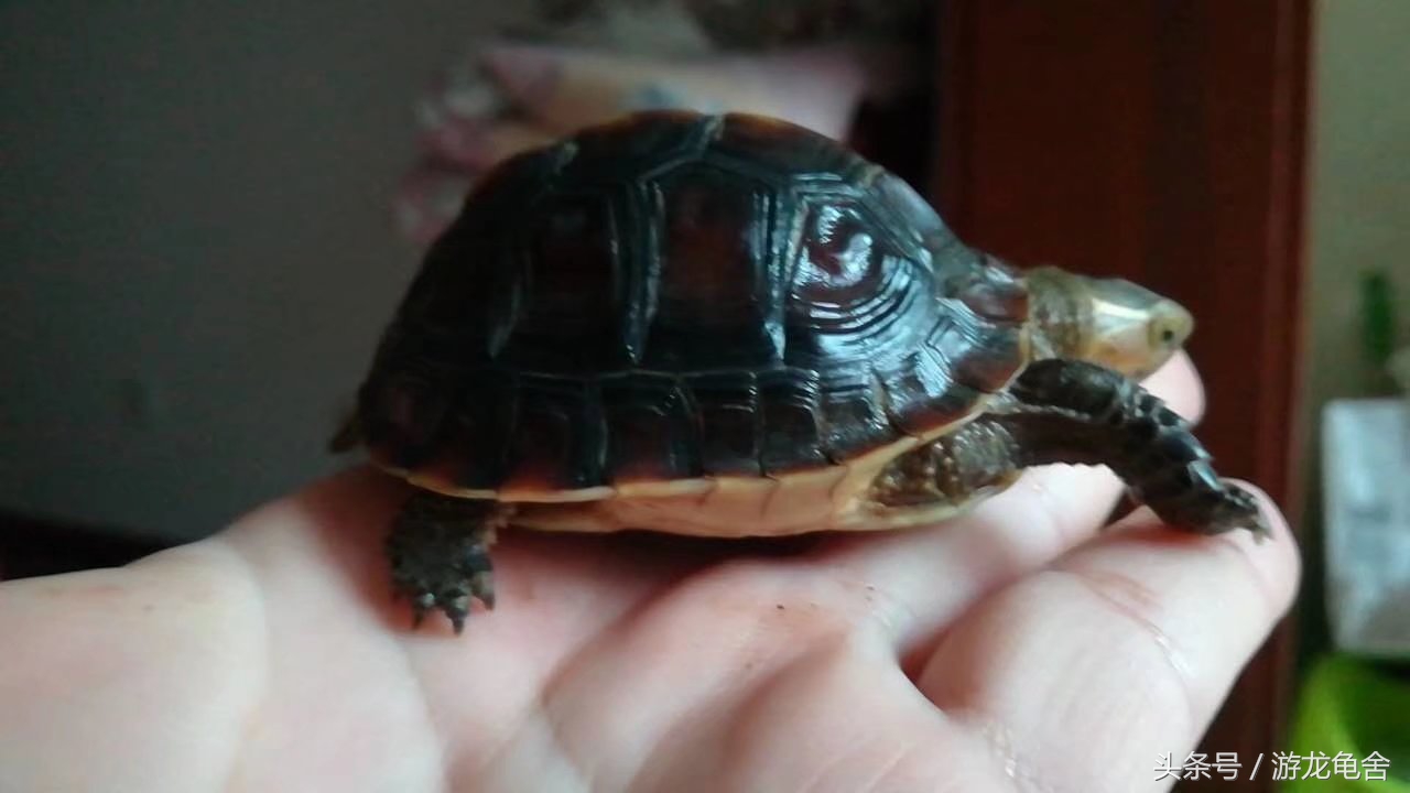 黄缘闭壳龟高背好还是安缘好,黄缘闭壳龟蛋怎么孵化高背