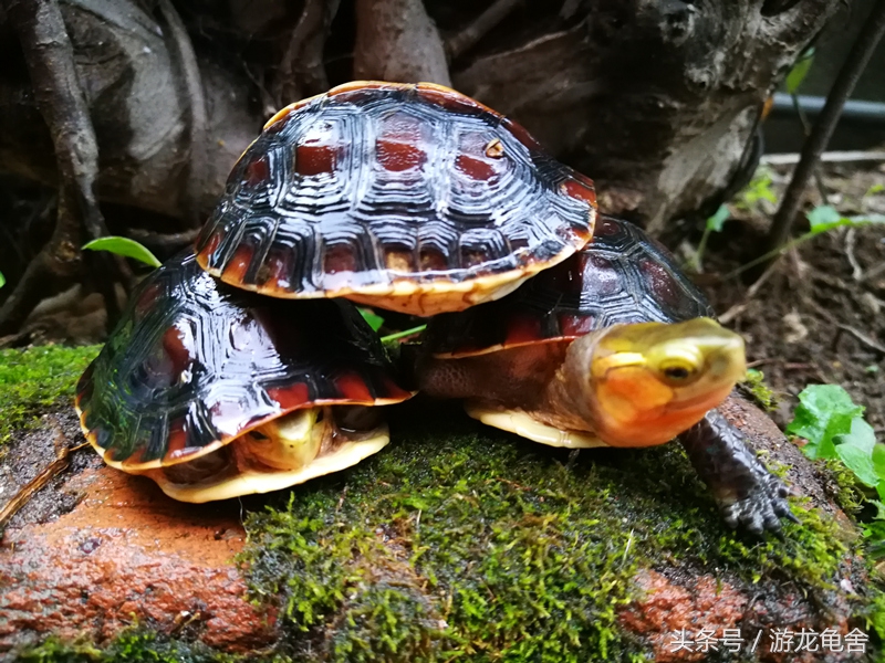 黄缘闭壳龟高背好还是安缘好,黄缘闭壳龟蛋怎么孵化高背