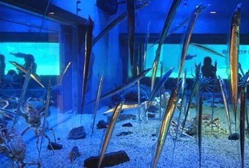 20个你不知道的冷知识不信来瞧瞧,最实用的冷知识100条