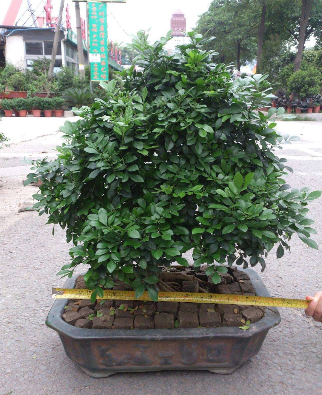 九里香盆景开花可以养在家里吗,九里香盆景和福建茶盆景的区别