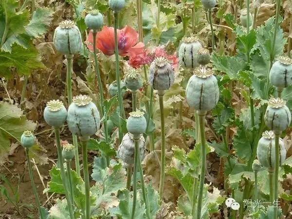 检测吸毒是阴性还是阳性,检测吸毒最长可以查多久前的